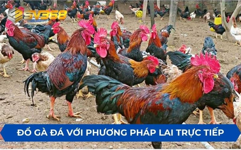 Đổ gà đá bằng phương pháp lai trực tiếp