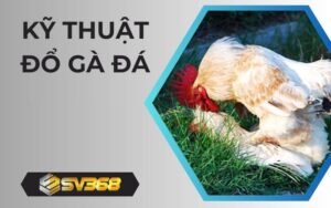 Kỹ thuật đổ gà đá tại đá gà SV368