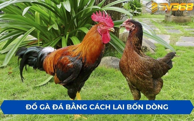 Kỹ thuật đổ gà đá với phương pháp lai bốn dòng