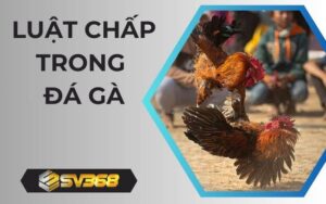 Luật chấp trong đá gà