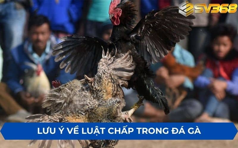 Lưu ý về luật chấp trong đá gà trước khi tham gia