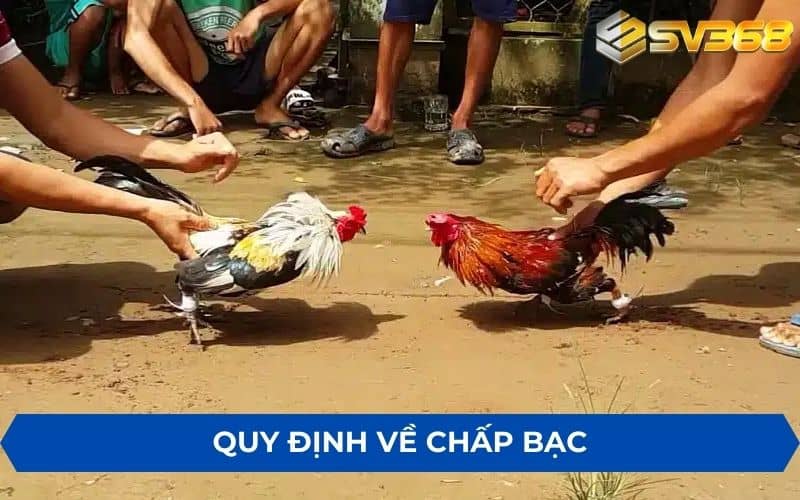 Quy định luật chấp trong đá gà đối với hình thức chấp bạc