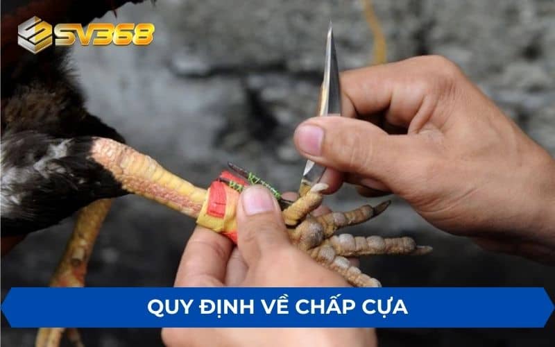 Quy định luật chấp trong đá gà với hình thức chấp cựa